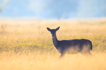 Female fallow deer doe or hind, Dama Dama.
