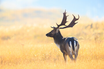 Fallow deer stag Dama Dama in a meadow