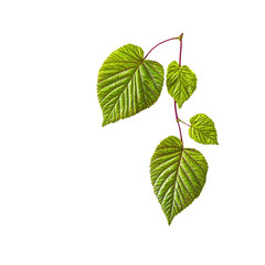 Obraz premium Green Leaves on a Branch Against a White Background