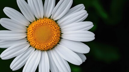 Fototapeta premium A close-up view of a beautiful daisy flower, showcasing its vibrant yellow center and delicate white petals against a dark green background.