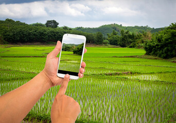 Man use mobile phone, cornfield in the background.