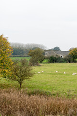 Golden Autumn Path Illuminated by Sun Rays