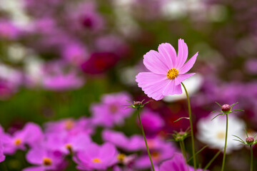風に揺れるコスモス