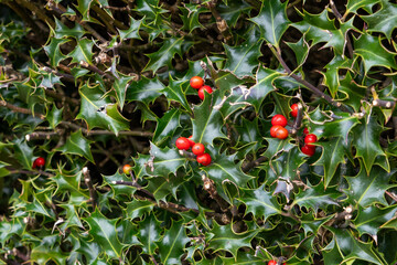 Decorative Shiny Lingonberries Among Evergreen Leaves