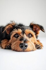 A domestic dog is lying down on a clean, white surface