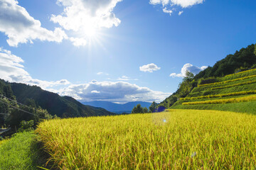 Fototapeta premium Blue autumn sky, rice fields, ears of rice just before harvest