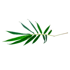 Fresh bamboo leaf isolated