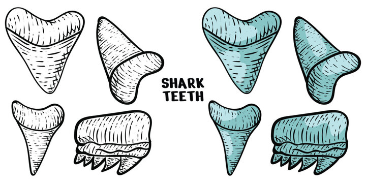 shark teeth set hand drawn engrave style vector art icon