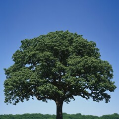 Obraz premium A large green tree stands against a clear blue sky, symbolizing nature's beauty.