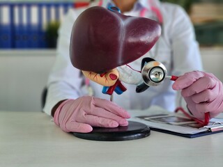 A healthcare professional examines a detailed model of a liver using a stethoscope