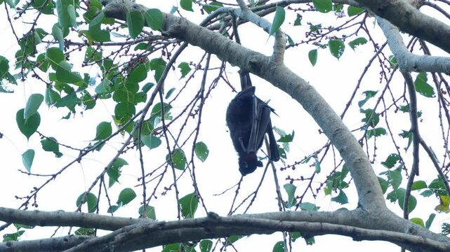 Wild Black Flying-fox (Pteropus alecto) hanging upside down from a tree branch, scratching its fur and wings, close up shot.