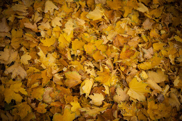 Yellow leaves in the park lie on the ground