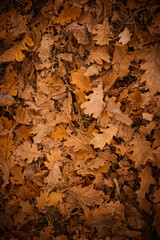 Yellow leaves in the park lie on the ground