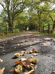 Piste cyclable dans la forêt landaise , bassin d'arcachon