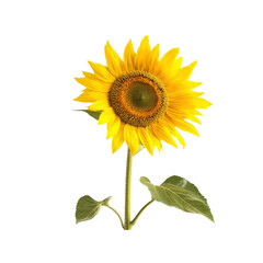 Fototapeta premium Vibrant Yellow Sunflower Isolated on White Background