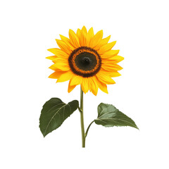 Obraz premium Single Sunflower with Green Leaves on a White Background