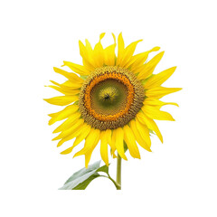 Obraz premium Close-up of a Vibrant Yellow Sunflower with White Background