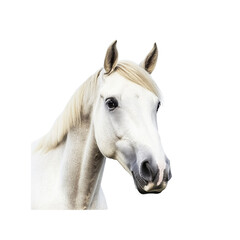 Obraz premium Close-up portrait of a beautiful white horse with its head turned slightly