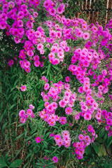 Obraz premium Aster shrub small purple autumn flowers in large numbers, flowering Bush for background
