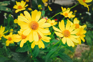 Heliopsis helianthoides. Tuscan Sun False Sunflower. Close up.