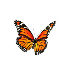 Naklejka premium Monarch Butterfly Isolated on White Background
