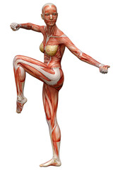 3D Rendering Female Anatomy Figure on White