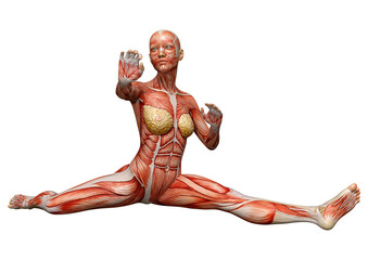 3D Rendering Female Anatomy Figure on White
