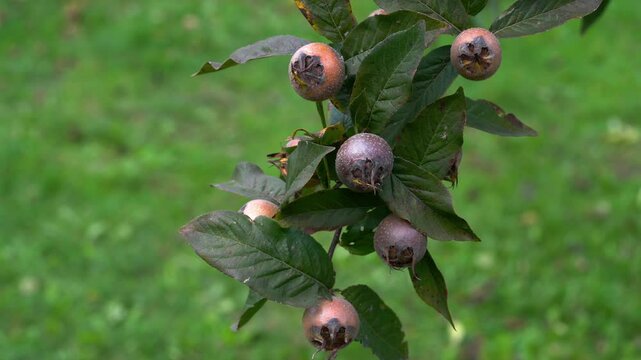 Medlar in natural ambient, ripening (Mespilus germanica) - (4K)