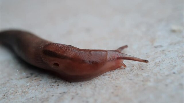Close up of a slug moving on the ground