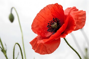 Obraz premium Vibrant bright red poppy flower standing out against a white background