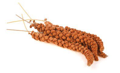 Millet Spray Bird Supplies isolated on whtie background