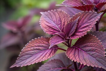 Purple leafed plant close-up