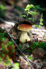 mushrooms in the forest