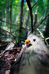 mushrooms in the forest