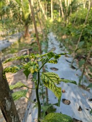 plants from chili leaves that are attacked by pests with a yellowish color