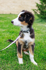 Australian shepherd, puppy