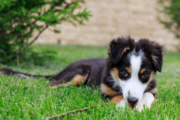 Australian shepherd, puppy