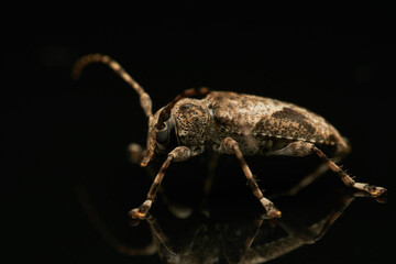 Jasper Beetle Reflection on Glass Close Up