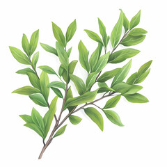 Obraz premium Green Bay Leaf Sprig, laurel leaf, bay leaves, laurel leaves, branch, fresh
