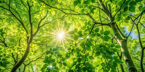 Dense foliage of deciduous trees with sunlight filtering through the leaves in a dappled pattern, greenery, leaves, forest floor, woodland