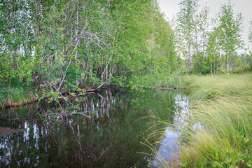 A river in a swampy area