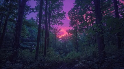 Obraz premium Amazing Sunset Purple, Forest, and Twilight shown in a dense forest where the setting sun casts a purple hue, with twilight descending as the day fades into night