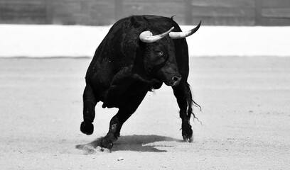 brave bull with big horns in a traditional spectacle of bullfight