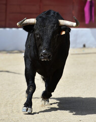 un toro negro corriendo en una plaza de toros en españa