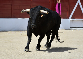 brave bull with big horns in a traditional spectacle of bullfight