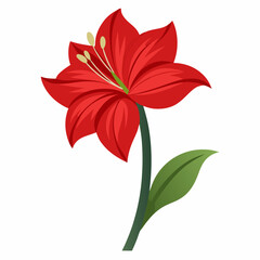 Amaryllis flower vector illustration on a white background