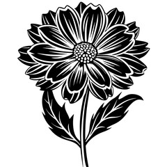 Coreopsis flower on a white background