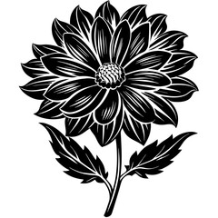 Coreopsis flower on a white background