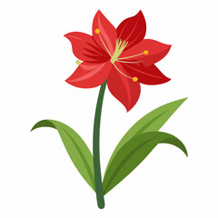 Amaryllis flower vector illustration on a white background