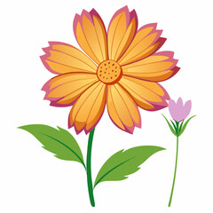 Coreopsis flower on a white background